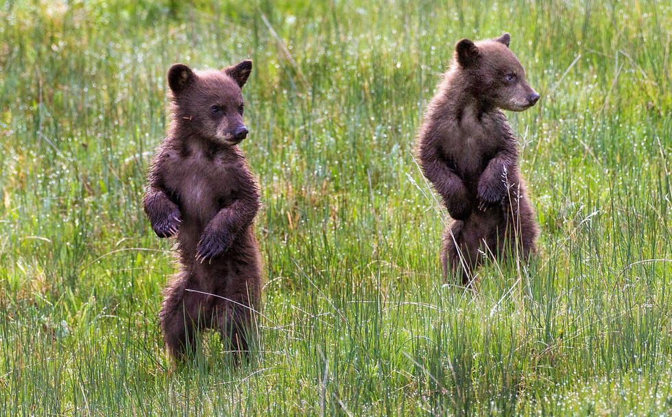 當(dāng)看到這些可愛(ài)的小熊照片時(shí)，你的心一定被它們的模樣給萌化了吧！