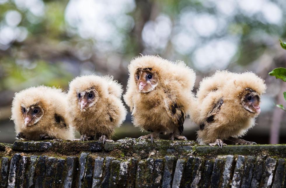 日前，九江市都昌縣蔡嶺鎮(zhèn)的曹女士上山采茶籽時，撿到5只可愛的雛鳥。經(jīng)野保工作人員鑒定，這5只雛鳥為國家二級野生保護動物猴面鷹，目前已被送往鳥類保護組織進行救護。