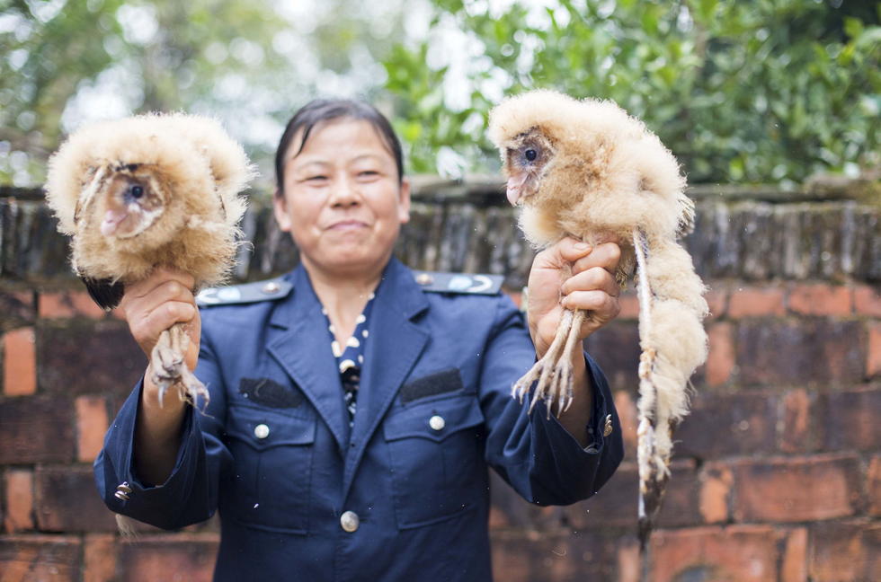 11月6日，記者聯(lián)系上都昌縣的村民危億玲，她是撿到雛鳥的曹女士的兒媳。她向記者介紹，稱他們家住在蔡嶺鎮(zhèn)北炎村港邊舍自然村，她婆婆11月4日下午上山采茶籽時，在樹下發(fā)現(xiàn)了5只可愛的雛鳥并帶回了家。