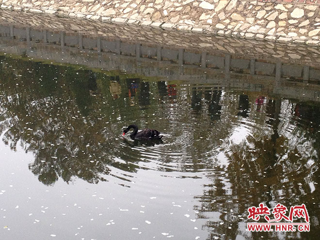 受傷的黑天鵝迫降鄭州金水河。