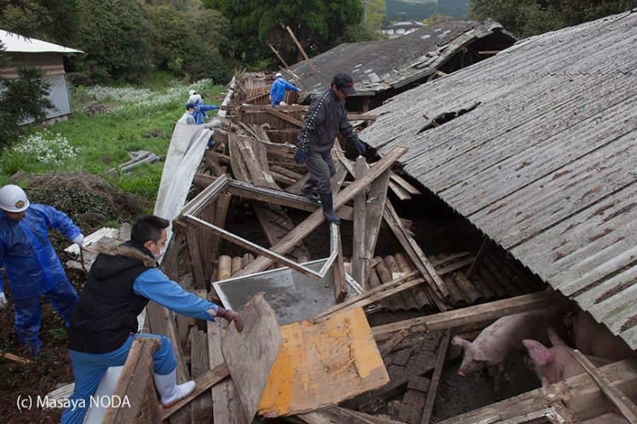 熊本地震后現(xiàn)“豬堅強” 救出后被送屠宰場