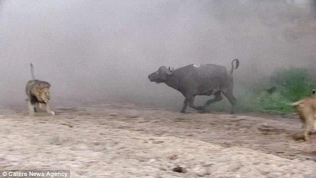 然后在獅群還在打架時(shí)悄悄地溜走了，留下一個(gè)瀟灑的背影。