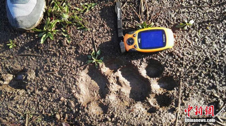 黑龍江老爺嶺保護(hù)區(qū)多次拍到野生東北虎、豹影像