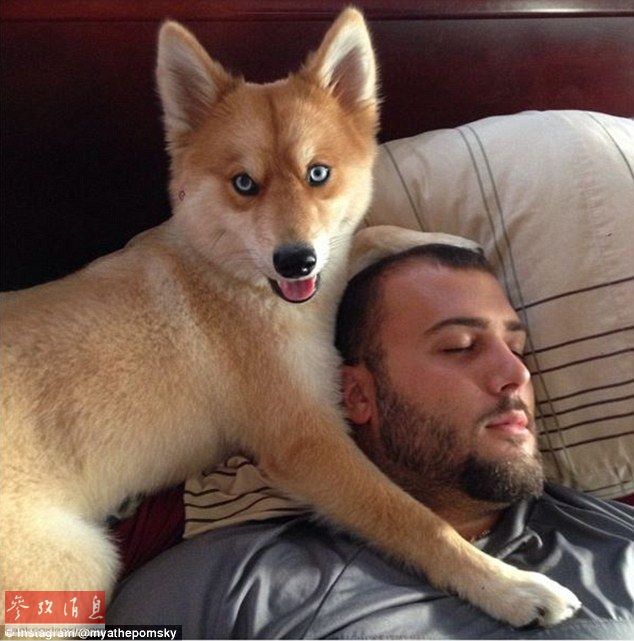 狐貍還是狗？藍(lán)眼睛萌寵走紅網(wǎng)絡(luò)