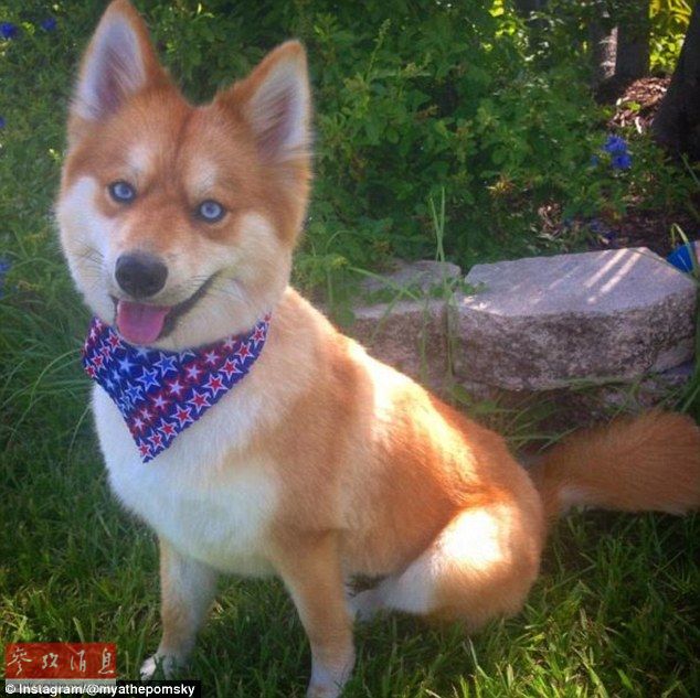 狐貍還是狗？藍(lán)眼睛萌寵走紅網(wǎng)絡(luò)