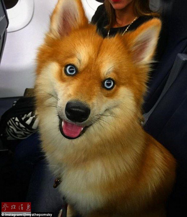 狐貍還是狗？藍(lán)眼睛萌寵走紅網(wǎng)絡(luò)