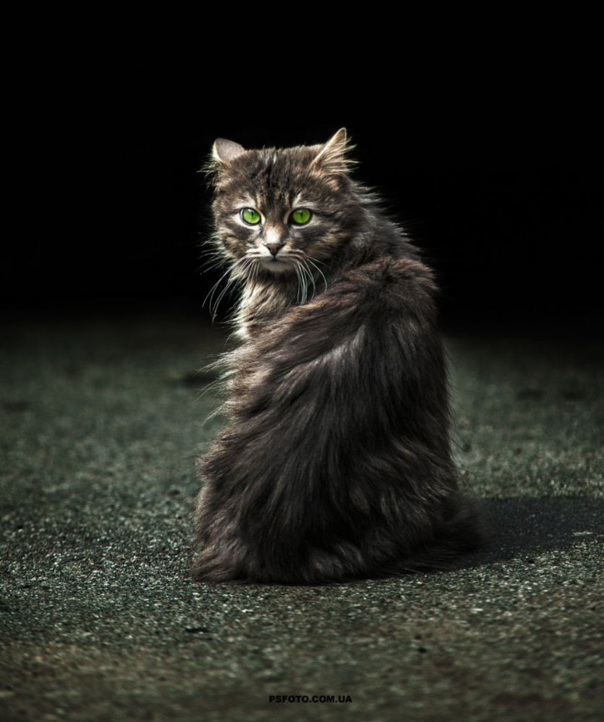 它們都是表情帝！一組不可思議的動物肖像