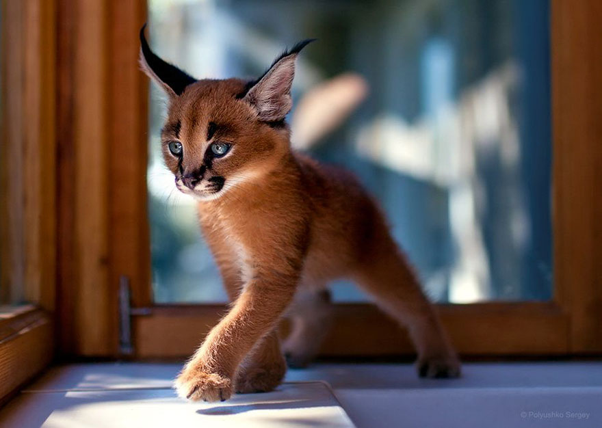 它們都是表情帝！一組不可思議的動物肖像