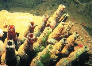 長(zhǎng)滿(mǎn)水藻的日本清酒瓶。