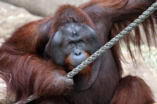 猩猩“愛上”玩具娃娃時(shí)刻抱緊拒絕松開(圖) 猩猩“愛上”玩具娃娃時(shí)刻抱緊拒絕松開(圖)