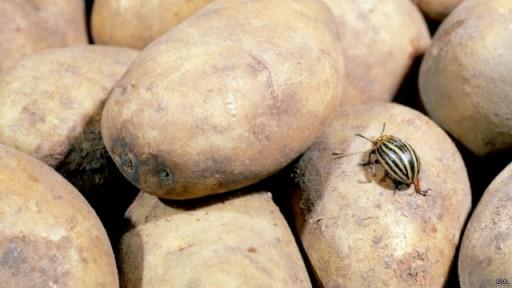 英媒曝最奇葩急救電話:土豆變綠還能吃嗎(圖) 英媒曝最奇葩急救電話:土豆變綠還能吃嗎(圖)