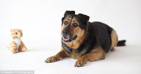 英國(guó)一只流浪狗因表情太過憂郁而無人領(lǐng)養(yǎng) 英國(guó)一只流浪狗因表情太過憂郁而無人領(lǐng)養(yǎng)