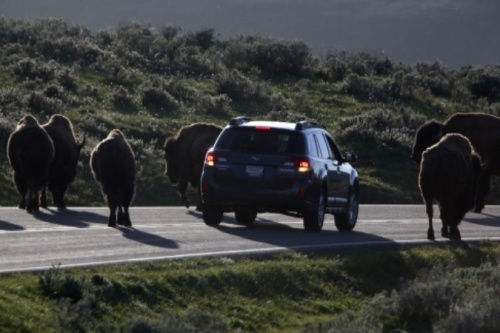 警方已經(jīng)派出大量工作人員、警犬和飛行器在當(dāng)?shù)卣归_搜尋