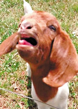 這只會說話的小山羊不斷發(fā)出類似“What”的聲音。