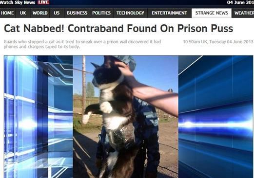 資料圖：2013年，俄羅斯獄警也曾抓獲身負(fù)手機(jī)和充電寶的貓，它本想混進(jìn)俄羅斯科密地區(qū)一座監(jiān)獄