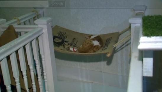 圖為加拿大首家貓咪咖啡館。