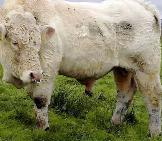 同性戀公牛逃脫死劫 著名動(dòng)畫(huà)制作人伸援手