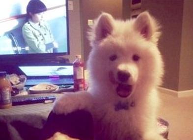 已經(jīng)被他人領(lǐng)養(yǎng)的Bosco。（加拿大《世界日報(bào)》援引CBC）