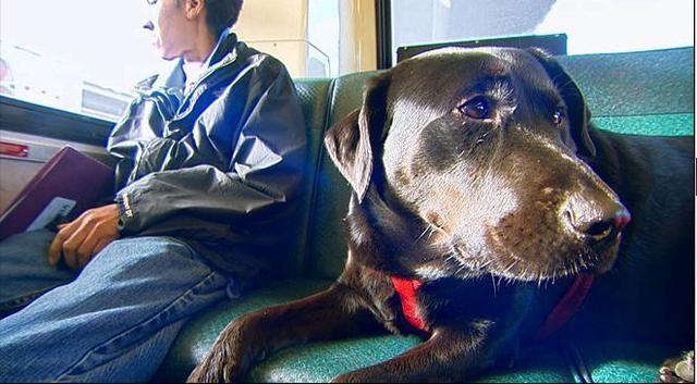 伊柯麗斯(Eclipse)搭乘公車。