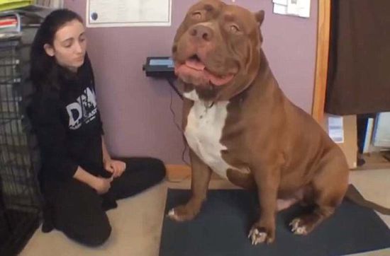 “浩克”體重約79公斤，或?yàn)槭澜缱钆诸^牛犬