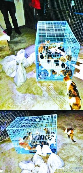 志愿者將放生的貓抓捕回來，這些貓等待領(lǐng)養(yǎng)