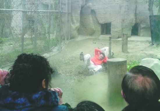 昨日，成都動(dòng)物園，男子進(jìn)入白虎活動(dòng)區(qū)后被白虎拖行。動(dòng)物園出動(dòng)50多人成功營(yíng)救下他