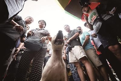 一只狗被動(dòng)保人士與狗販子圍在中間，等待兩方的討價(jià)還價(jià)后決定去向