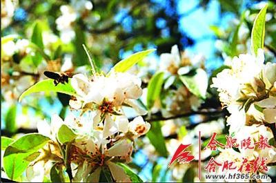 261歲古樹(shù)棠梨“搬家” 業(yè)內(nèi)人士表示擔(dān)憂(yōu)(圖)