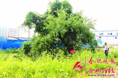 261歲古樹(shù)棠梨“搬家” 業(yè)內(nèi)人士表示擔(dān)憂(yōu)(圖)