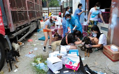 昨日下午，志愿者對(duì)攔截下來(lái)的狗逐一檢查，分類進(jìn)行管理。新京報(bào)記者 吳江 攝