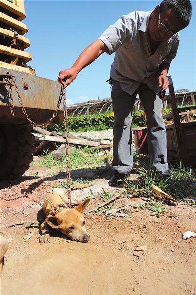 西夏區(qū)農(nóng)牧局工作人員在仔細(xì)觀察該動(dòng)物。