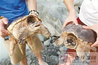 楊先生買來的鱷龜有很強(qiáng)的攻擊性。見習(xí)記者 雷鍵 攝