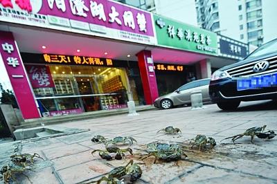 水產(chǎn)店忘關(guān)店門 上百只螃蟹“疊羅漢”出逃(圖) 水產(chǎn)店忘關(guān)店門 上百只螃蟹“疊羅漢”出逃(圖)