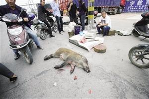 男子當(dāng)街?jǐn)[好刀和案板叫賣(mài)野豬 稱30多人圍捕