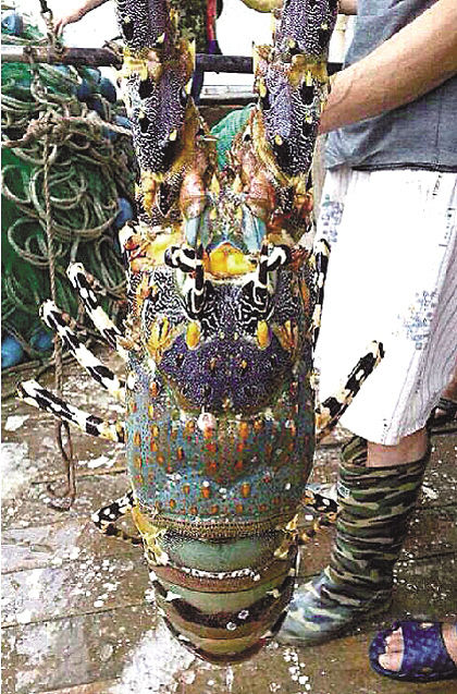 浙江溫嶺捕到“神蝦” 目擊者稱被60萬(wàn)元買走(組圖)