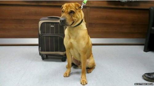 蘇格蘭動(dòng)物權(quán)益慈善組織已經(jīng)通過(guò)芯片查出這只小狗的名字叫凱。