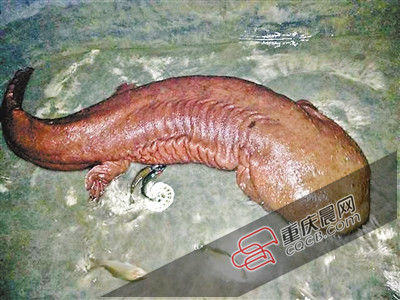 巫山抱龍鎮(zhèn)的超級娃娃魚。