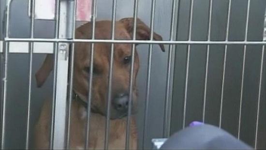 圖為當(dāng)時(shí)襲擊艾琳的兩只惡犬其中之一。