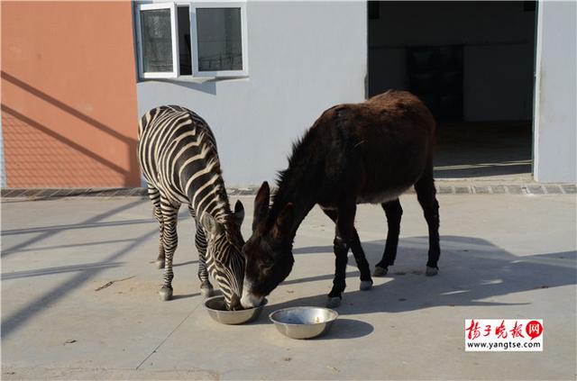 圖斑馬和驢子在一起共同進(jìn)食。