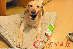 機智的導盲犬尤蘭達。