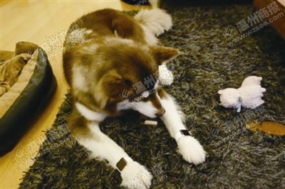 說(shuō)到蘋果表，昨天的網(wǎng)友大為感嘆：人比人，氣死人了。不！是人比狗，氣死人。