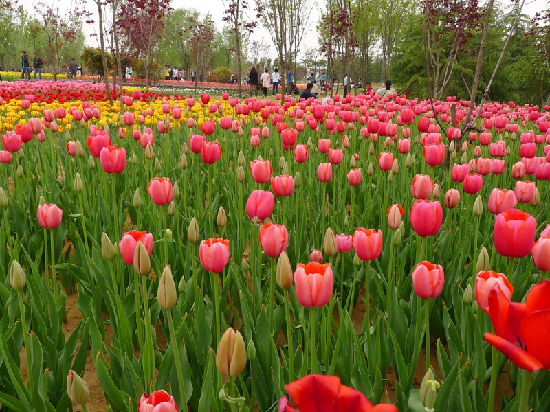 粽子節(jié)遇上兒童節(jié)，你想好去哪了么？