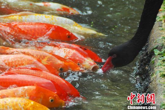 深圳動(dòng)物園黑天鵝喂食錦鯉魚“日久生情”場(chǎng)面溫馨