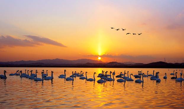 “天鵝城”河南三門峽為白天鵝劃定16萬畝保護區(qū) “天鵝城”河南三門峽為白天鵝劃定16萬畝保護區(qū)