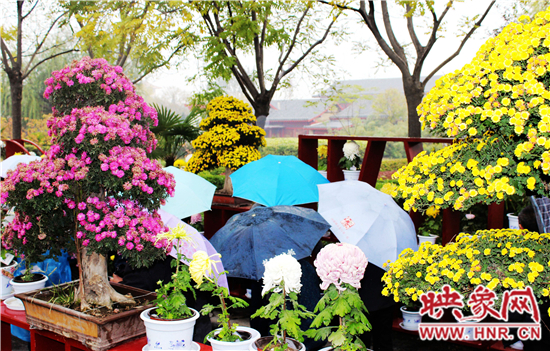 天好、花美 中國開封第32屆菊花文化節(jié)延長一周
