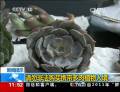多肉植物熱銷(xiāo)的背后