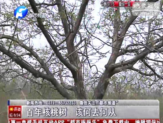 百年核桃樹(shù) 拆遷能否保住