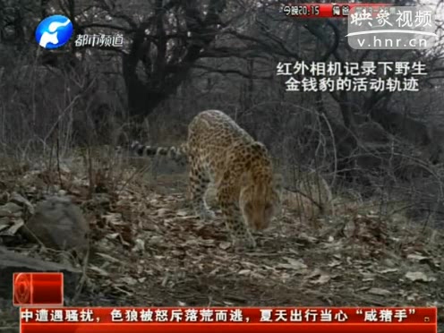 萌萌噠！濟(jì)源首次拍到金錢豹