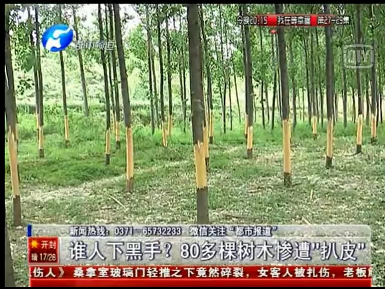 80多棵樹被“扒皮” 誰痛下黑手？