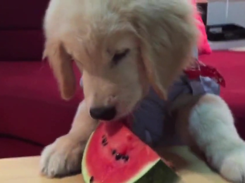 超萌金毛啃西瓜！夏天來了汪星人也要消暑啊！